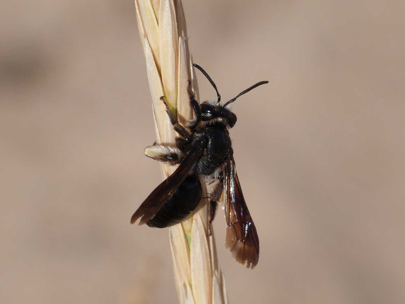 Andrena vecchia: A. agilissima